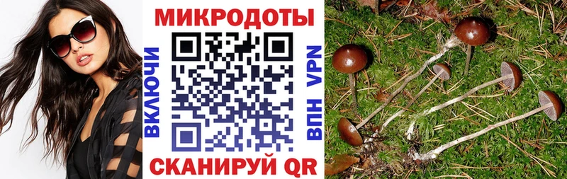 Псилоцибиновые грибы Psilocybine cubensis  Купить  Сусуман 